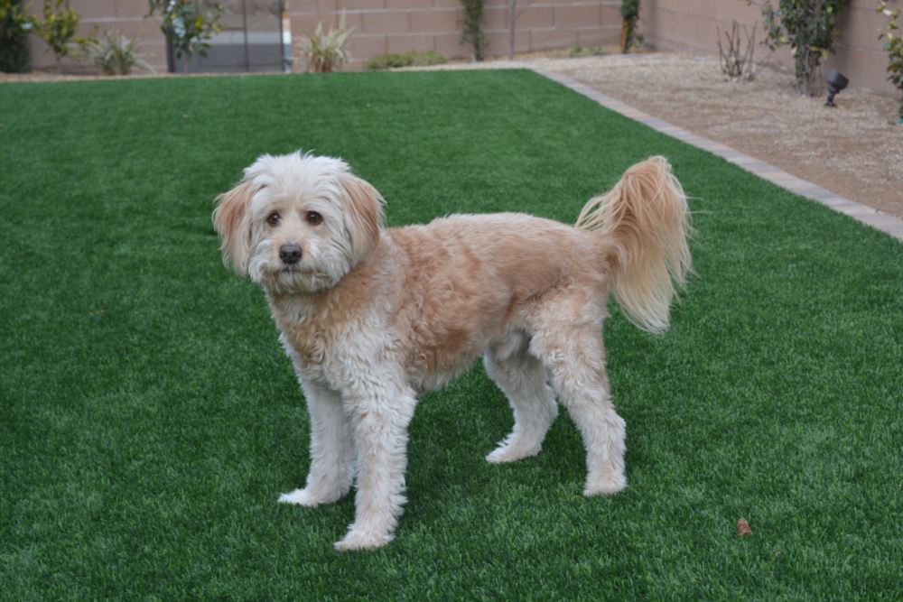 Tucson artificial grass landscaping